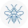 Castlereagh Hornet Nest Removals