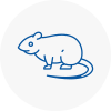 Rat Control Castlereagh